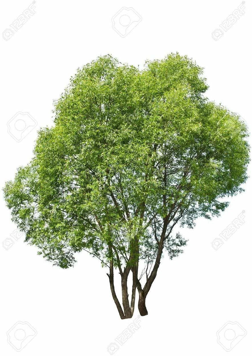 Dozen Hybrid Willow Tree Cuttings, Fast-Growing Privacy and Shade Trees, Salix x matsudana