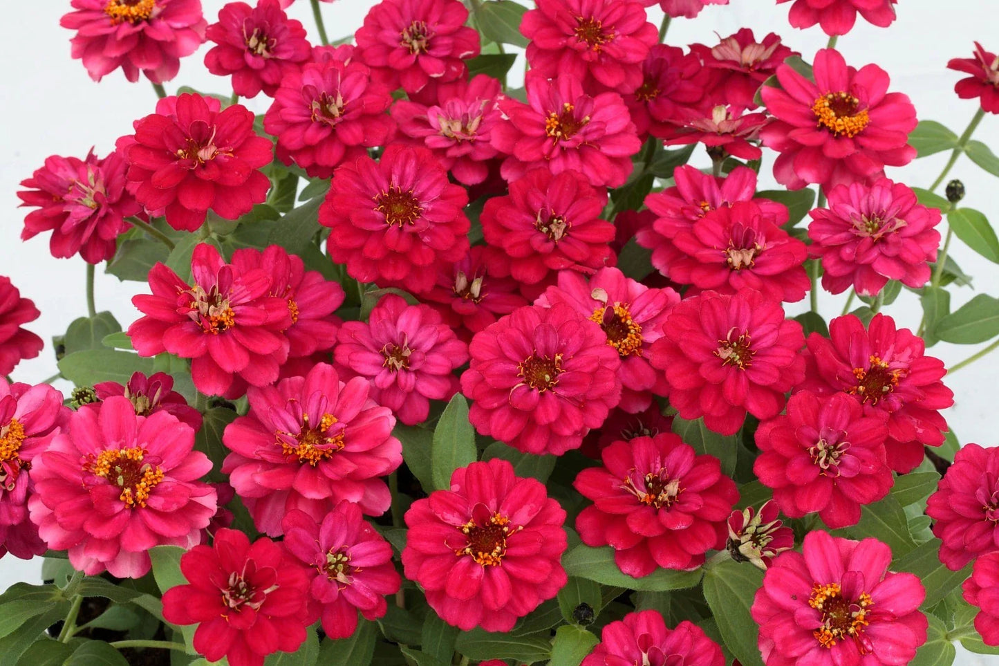Profusion Double Hot Cherry Zinnia Seeds - 100+ Pack - Zinnia elegans - USA Grown, Free Shipping