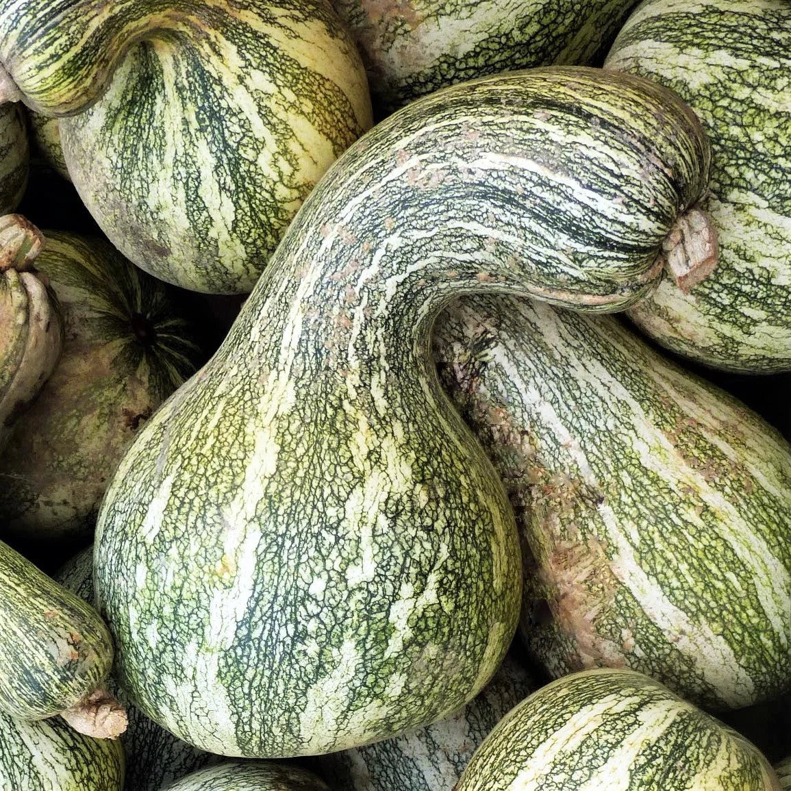 Cushaw Seeds - Green Striped Variety for 2025 Planting - Southern USA Garden Vegetable