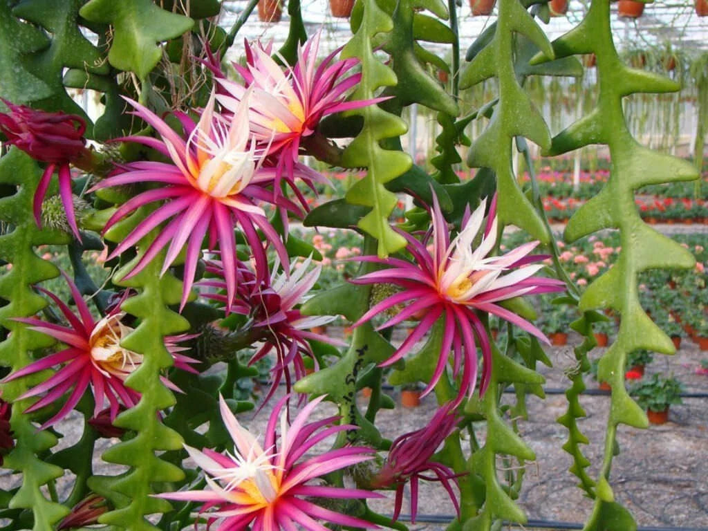 Ric-Rac Cactus 3" Starter Pot Selenicereus anthonyanus Fully Rooted Unique Succulent Plant
