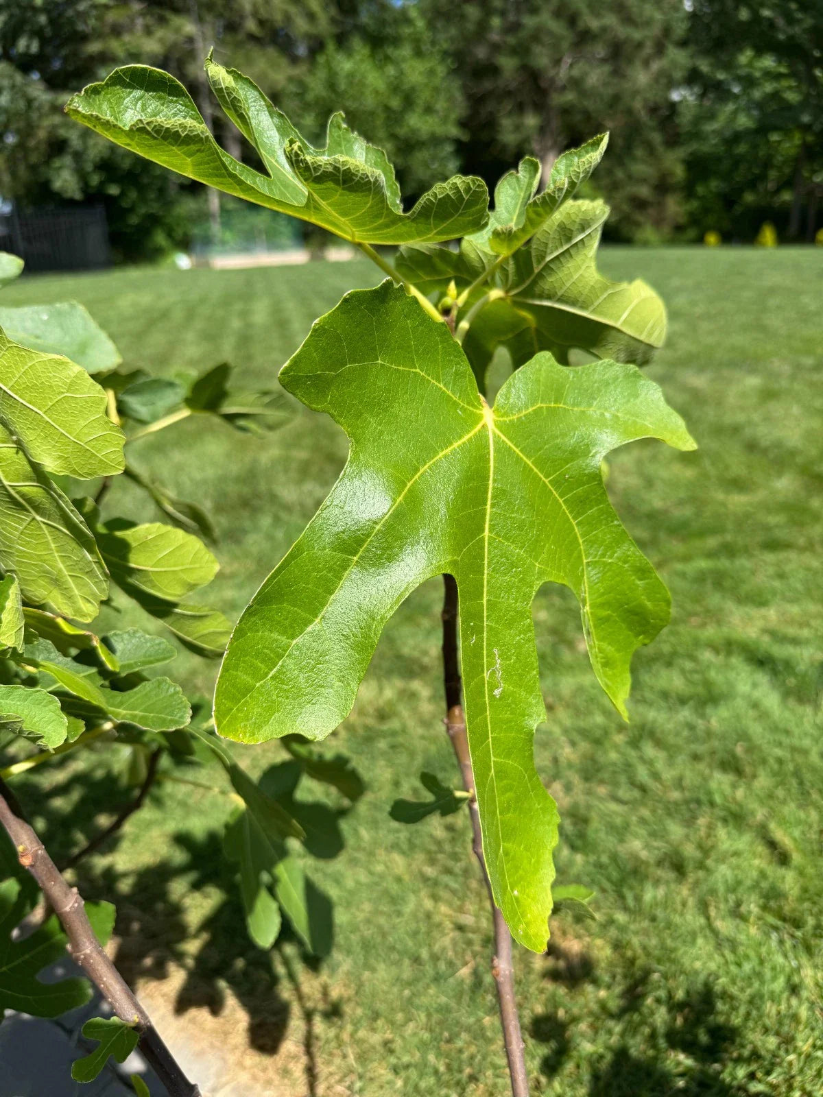 White Marseilles Fig Cuttings - 3 Unrooted - Honey Sweet, Productive - Ficus carica