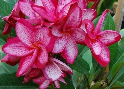 Pink White Plumeria Seeds - 5 Hawaiian Perennial Flower Plants - Fragrant Tropical Blooms (Plumeria spp.)