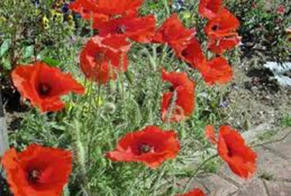 Corn Poppy Seeds 1000+ Brilliant Red Flower Papaver rhoeas
