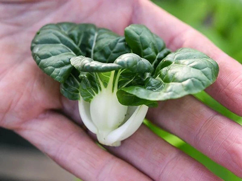 Cabbage Seeds 100+ Pack - Pak Choi Extra Dwarf White Stem - Heirloom Variety - Rare Vegetable Seeds
