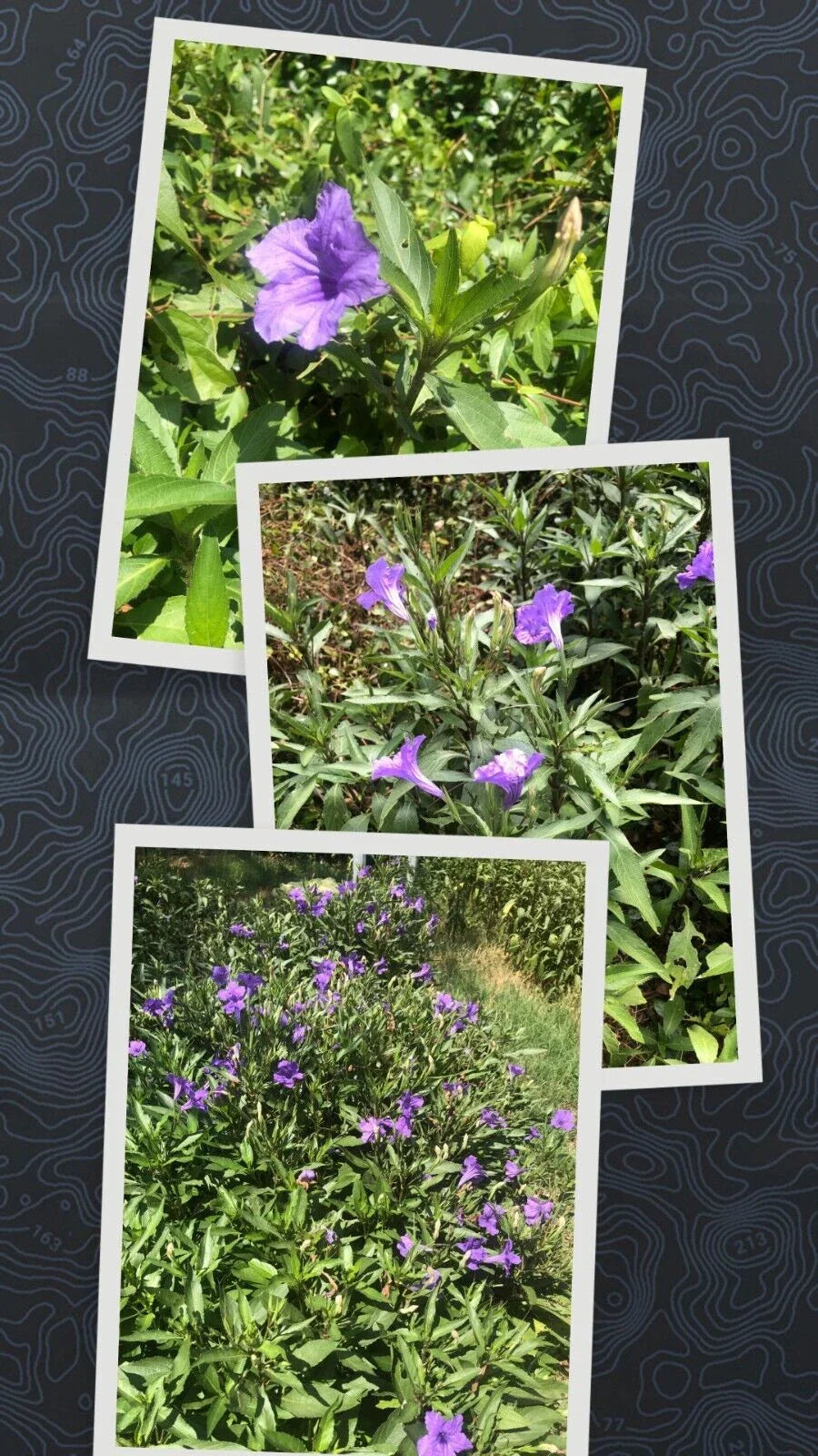 Live Bare Rooted Mexican Petunia Plants - 5-Pack, Ruellia Simplex, Vibrant Purple Blooms