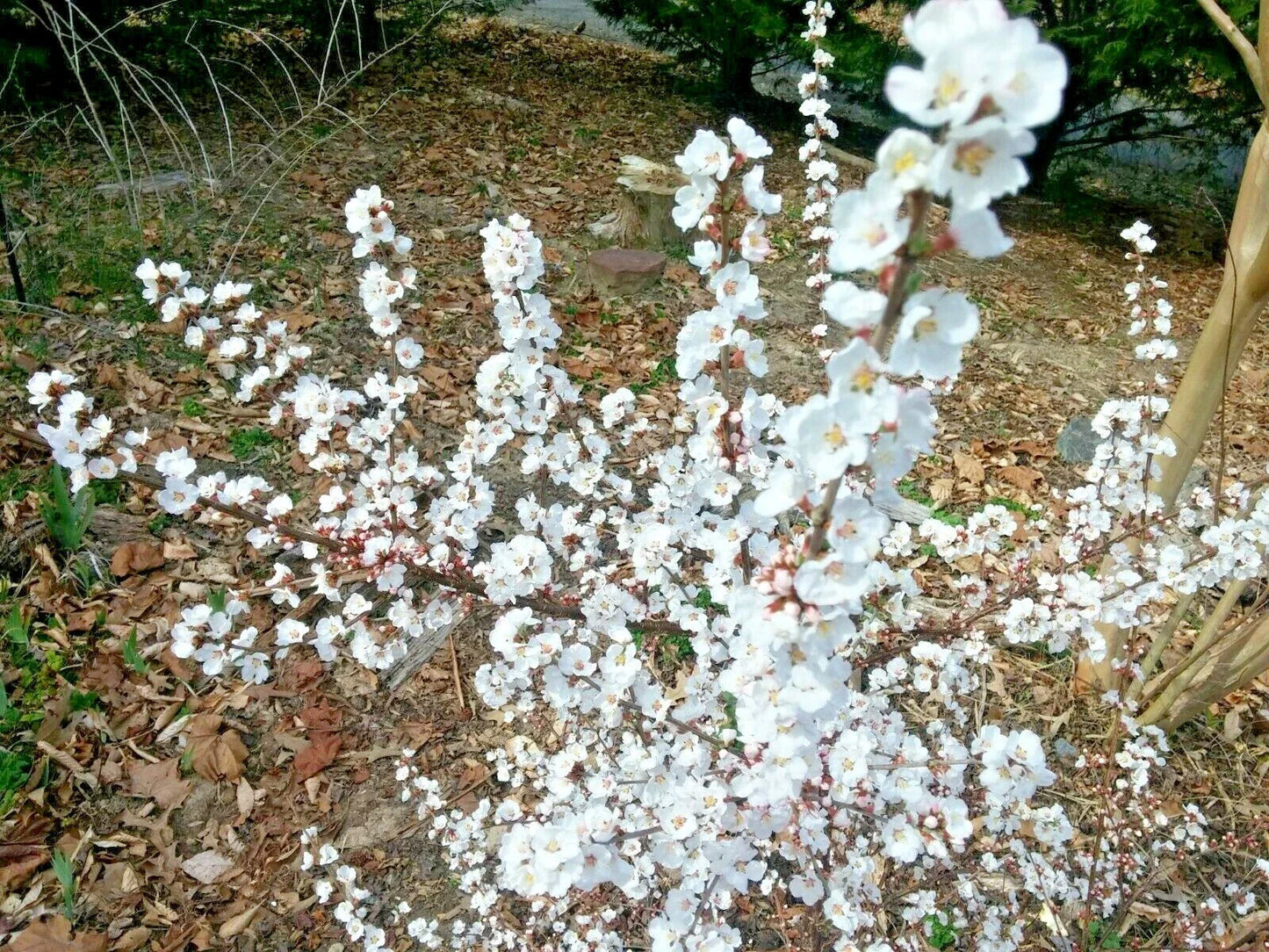 Dwarf Nanking Cherry Cuttings - 10 Unrooted Semi-Hardwood Cuttings, Prunus Tomentosa