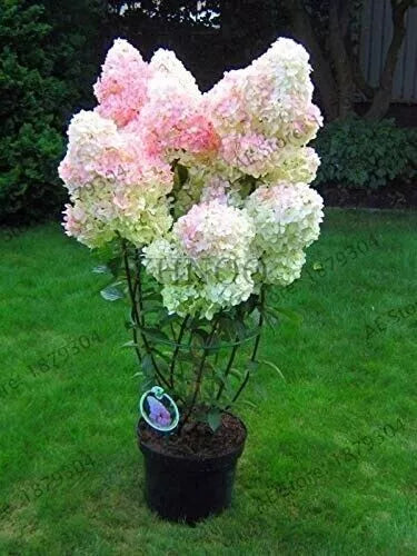 Vanilla Strawberry Hydrangea Cuttings 5+2 Unrooted, 4-7" Length, Hardy Zones 4-8, Hydrangea Paniculata, Easy Rooting, Organic Garden