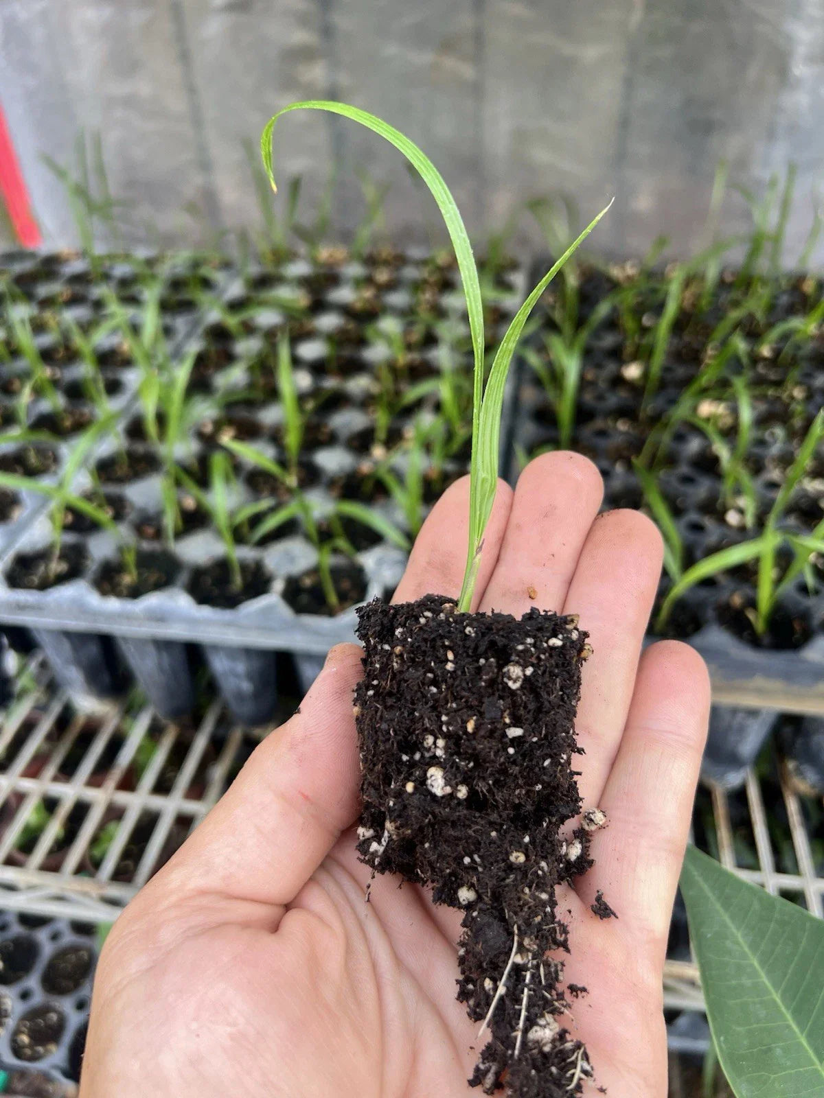 5 Pygmy Date Palm Seedlings (Phoenix roebelenii) | 3β5" Starter Plants | Dwarf Palm | Tropical Landscape | Indoor or Outdoor