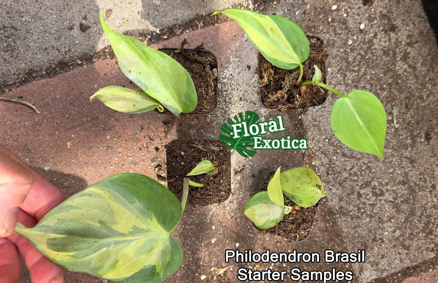 Philodendron Brasil Starter Plants - Rooted Nodes - Easy Care Houseplant - Philodendron hederaceum