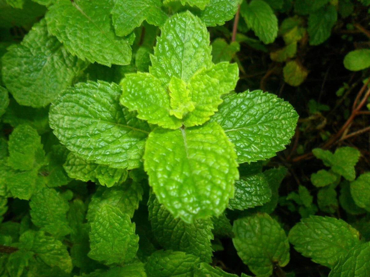 Spearmint Seeds - 2500 Count - Mentha spicata - Non-GMO Mint Tea Herb