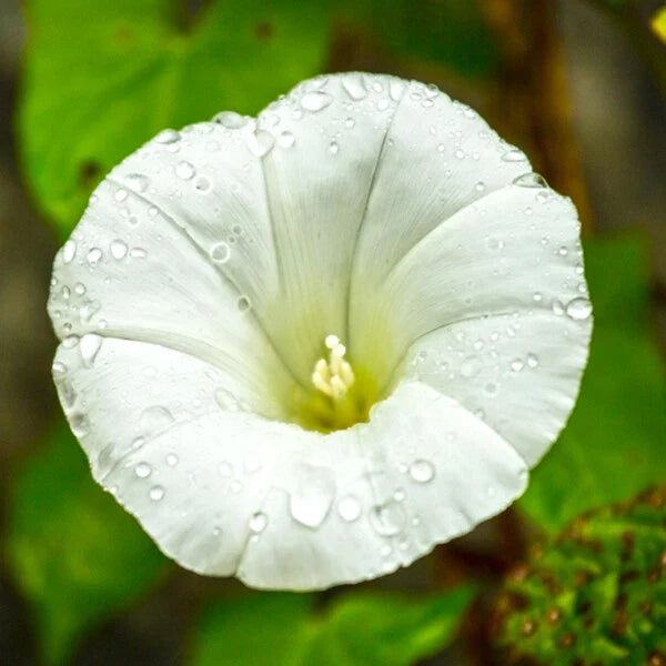 Pearly Gates Morning Glory Seeds | 4" White Flowers | 1942 AAS Winner | Ipomoea purpurea
