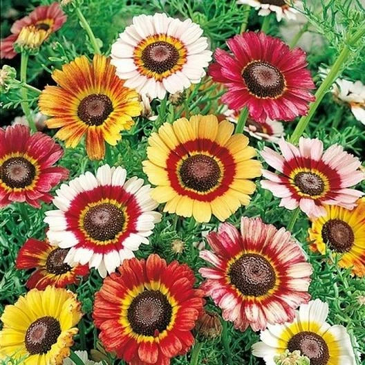 Painted Daisy Seeds - Bulk LANDSCAPER'S PACK - Perennial Pollinators - NonGMO - 1000 Seeds