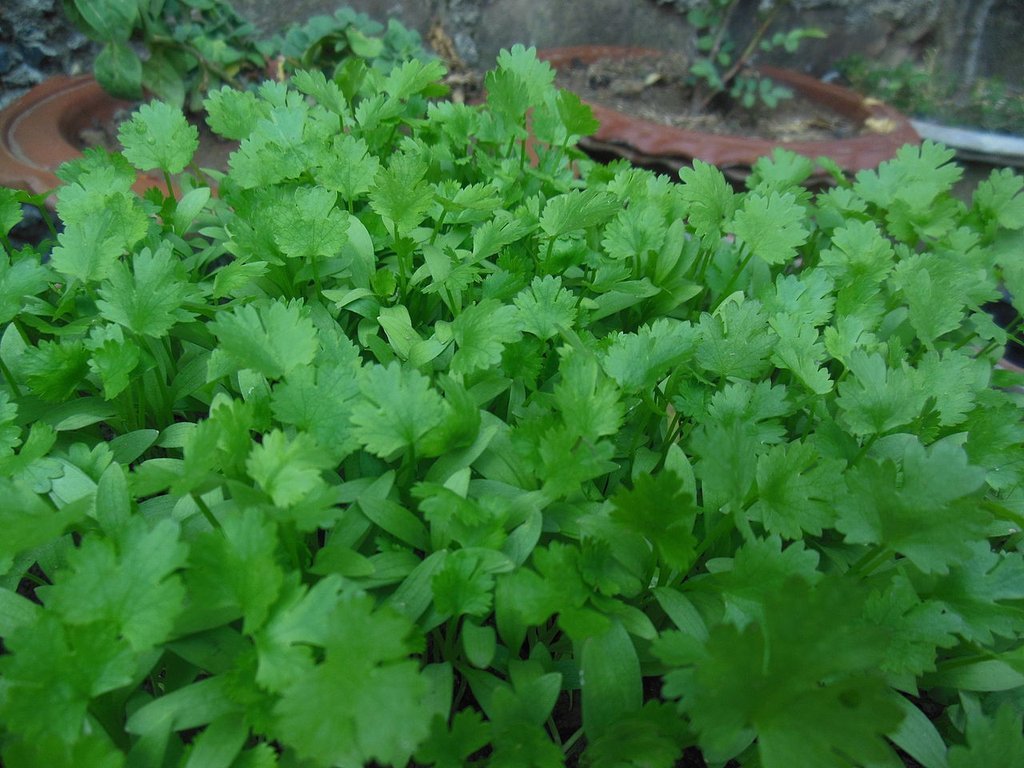 Cilantro Leisure Coriander Herb Seeds 175 Count 1g Pack Fresh Culinary Herb
