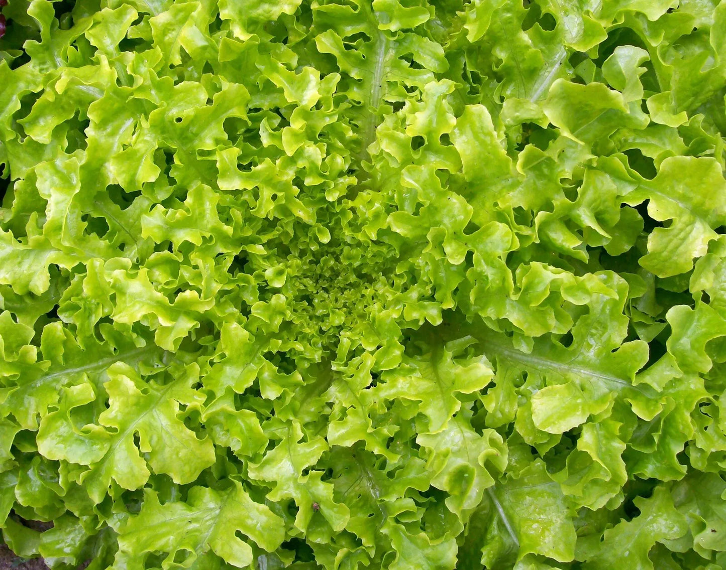 Salad Bowl Lettuce Seeds - 1200+ Non-GMO Heirloom Seeds for Home Gardening - Lactuca sativa