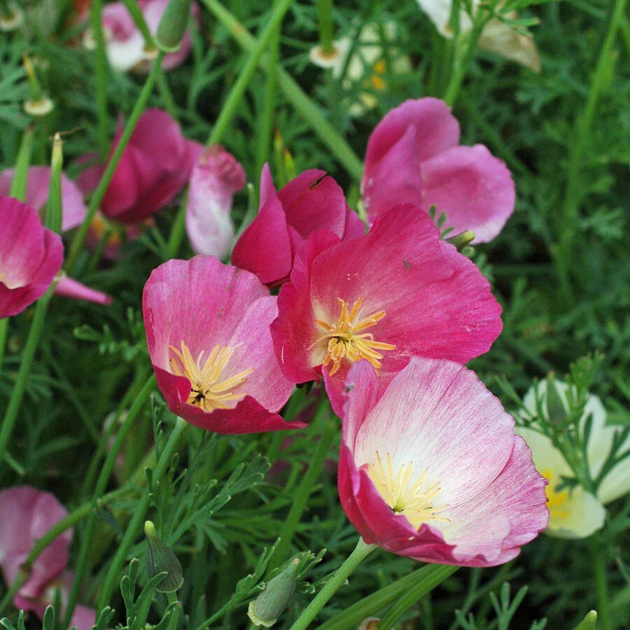 California Poppy Seeds - Purple Gleam - 100 to 2,000 Seeds - Eschscholzia californica - Non-GMO, Easy to Grow