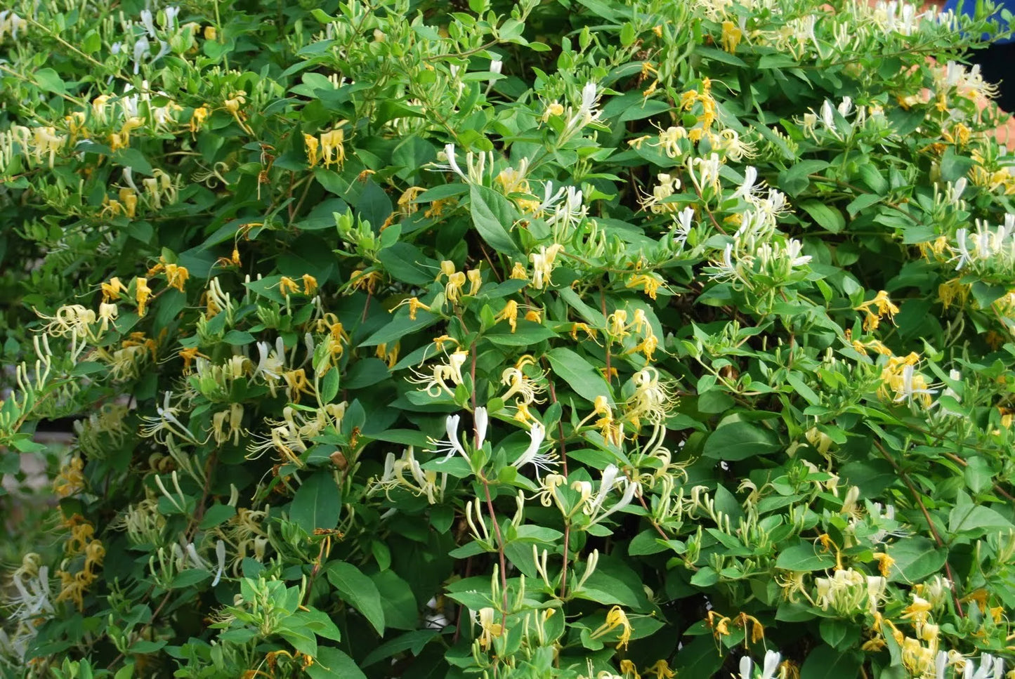 Honeysuckle Vine Live Starter Plant 6+ Inches - Lonicera japonica