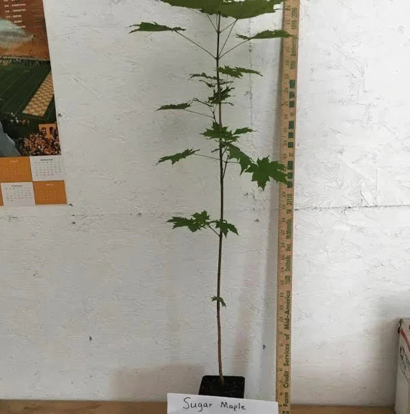 1 Sugar Maple Tree (Acer saccharum) Live Bareroot 10β18" Tall | Hardy Shade Tree | Brilliant Fall Color | Zones 3β8