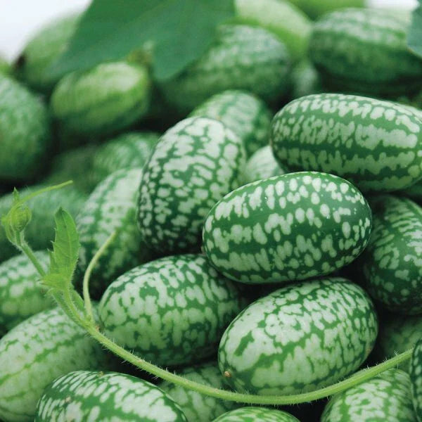 Mexican Sour Gherkin Cucumber Seeds - Cucamelon - Non-GMO - Mouse Melon - 1060