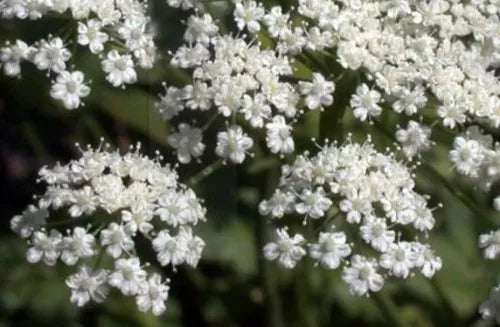 Anise Licorice Plant Seeds - 135 Seeds - GroCo USA - Herbal Garden Seeds for Aromatic Cooking and Medicinal Use