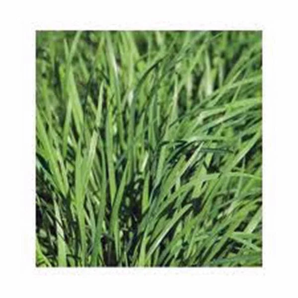 Chive Seeds 100 Count Heirloom Flavorful Chives Allium schoenoprasum Easy to Grow Herb