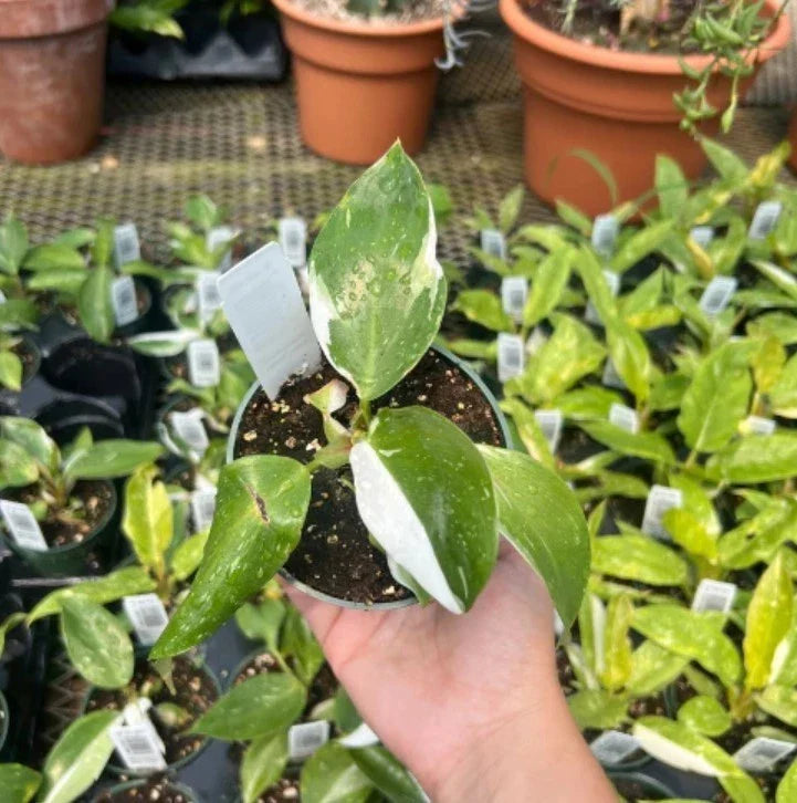 1 Philodendron White Princess Starter Plant 5โ8โ Tall - Bareroot Variegated Aroid - Rare Tropical Houseplant with White Foliage