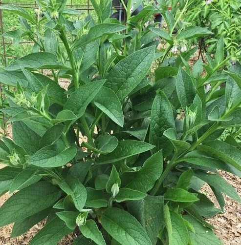 Live Russian Comfrey Plant Root Crowns - Bocking #4 - 2.5 lbs, Organic Herb for Gardening, Medicinal Use, Symphytum × uplandicum