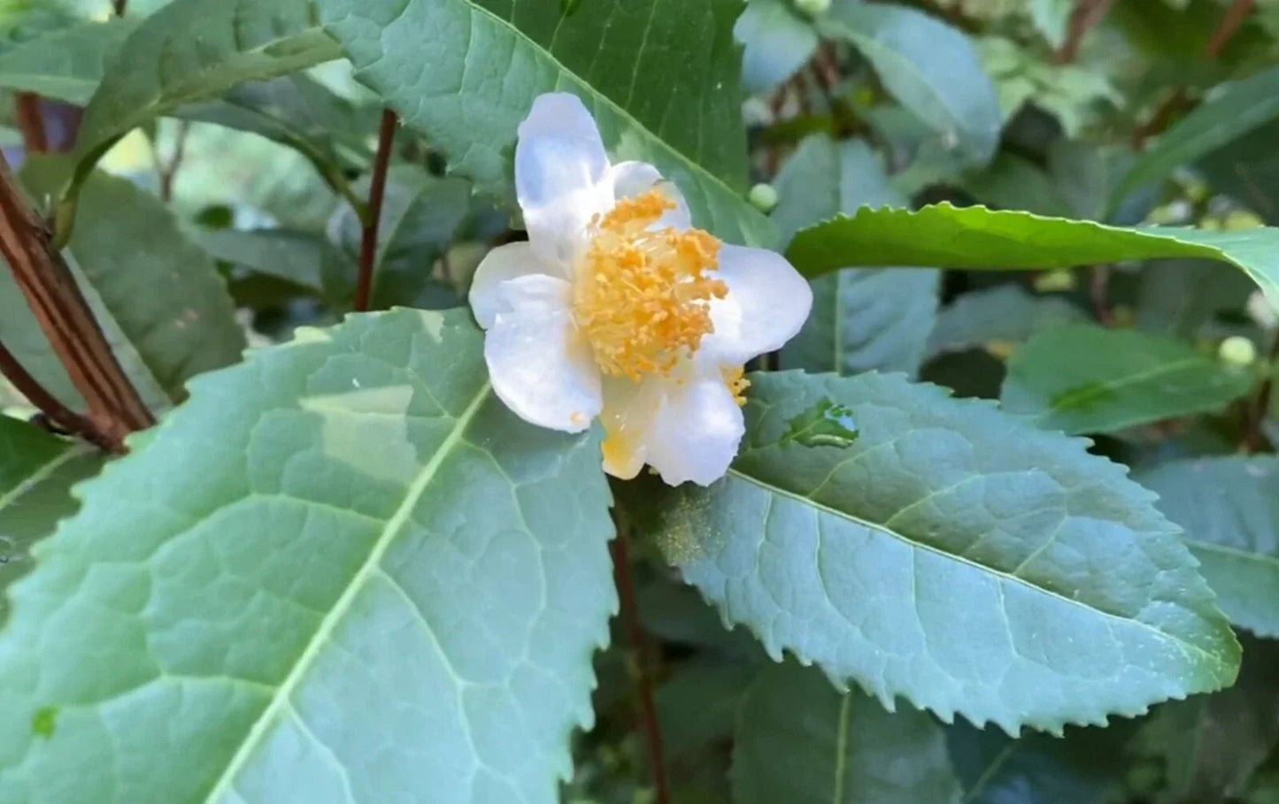 Camellia Sinensis Tea Plant Cuttings - 6 Fresh Cold Hardy Cuttings, Russian Sochi Variety for Zone 6b