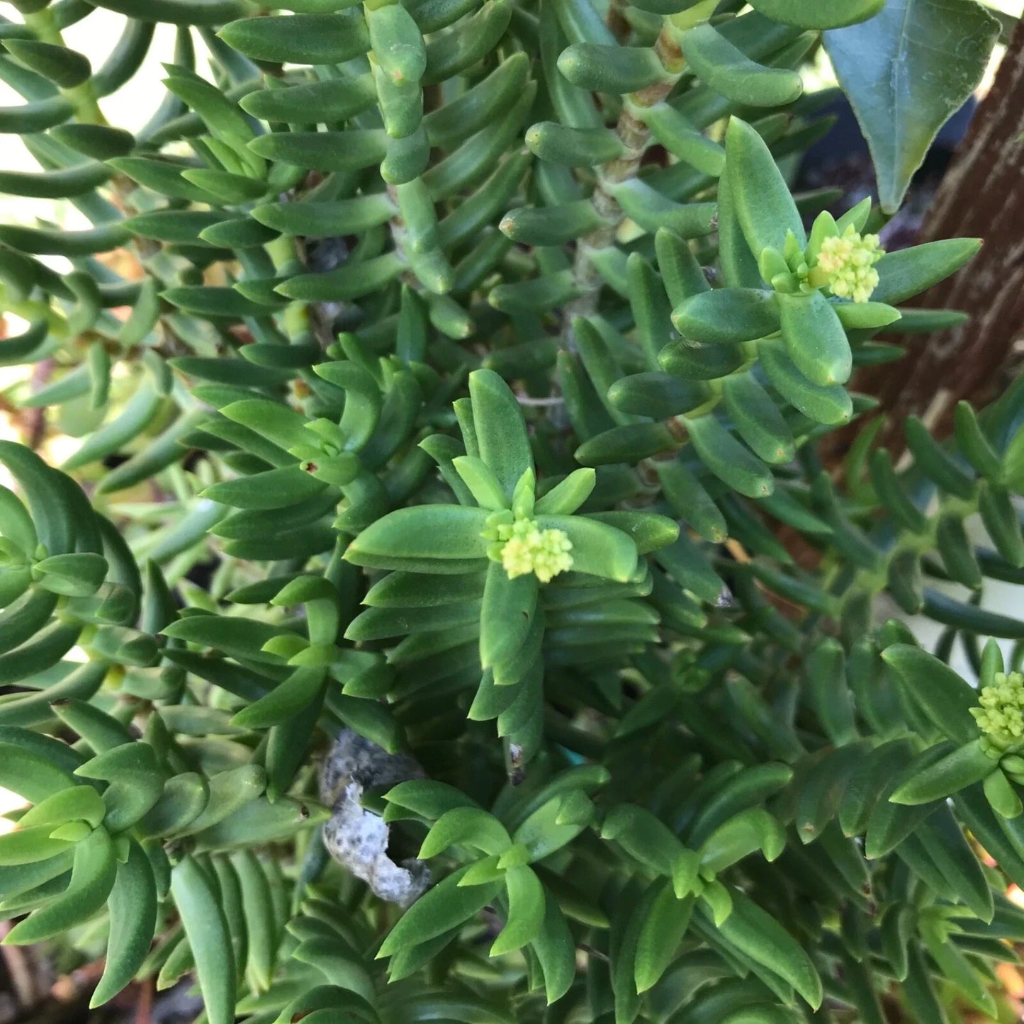 Mini Pine Tree Cuttings - 4 Succulent Bonsai - Ideal for Indoor Plants - Perfect for Home Decor - Pinus spp.