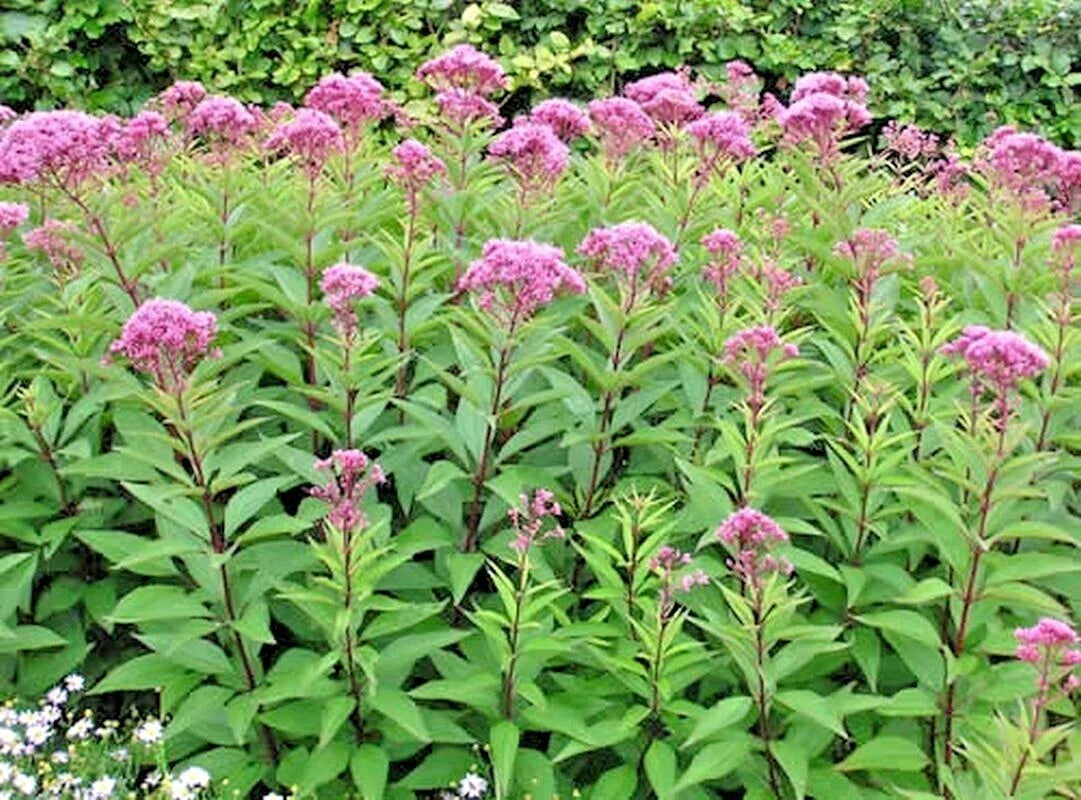 Joe Pye Weed Seeds - 200+ Native Wildflower Seeds for Summer Garden - Heat & Cold Tolerant - Eupatorium purpureum