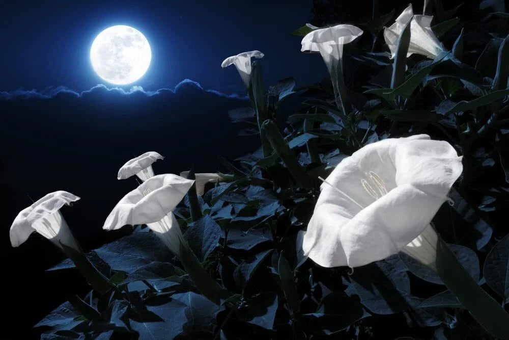 Midnight White Flower Seeds - 25 Count - Night-Blooming, Reflective - Evening Primrose (Oenothera)