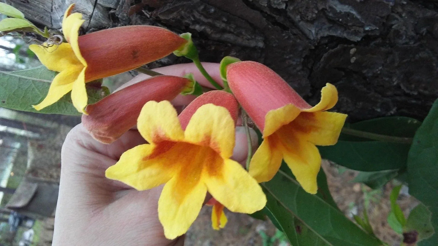 Cross Vine Plants 2-Pack, Tangerine Beauty, Yellow Red-Orange Trumpet Flowers, Bignonia Capreolata, Hummingbird Butterfly Attractant
