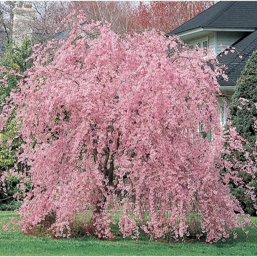 Weeping Pink Cherry Tree Seeds - Flowering Japanese Ornamental Shrub - Prunus subhirtella 5 Pack