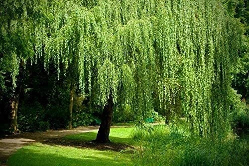 Weeping Willow Cuttings - 4 Bright Green Cuttings - Salix babylonica - Wisconsin Grown