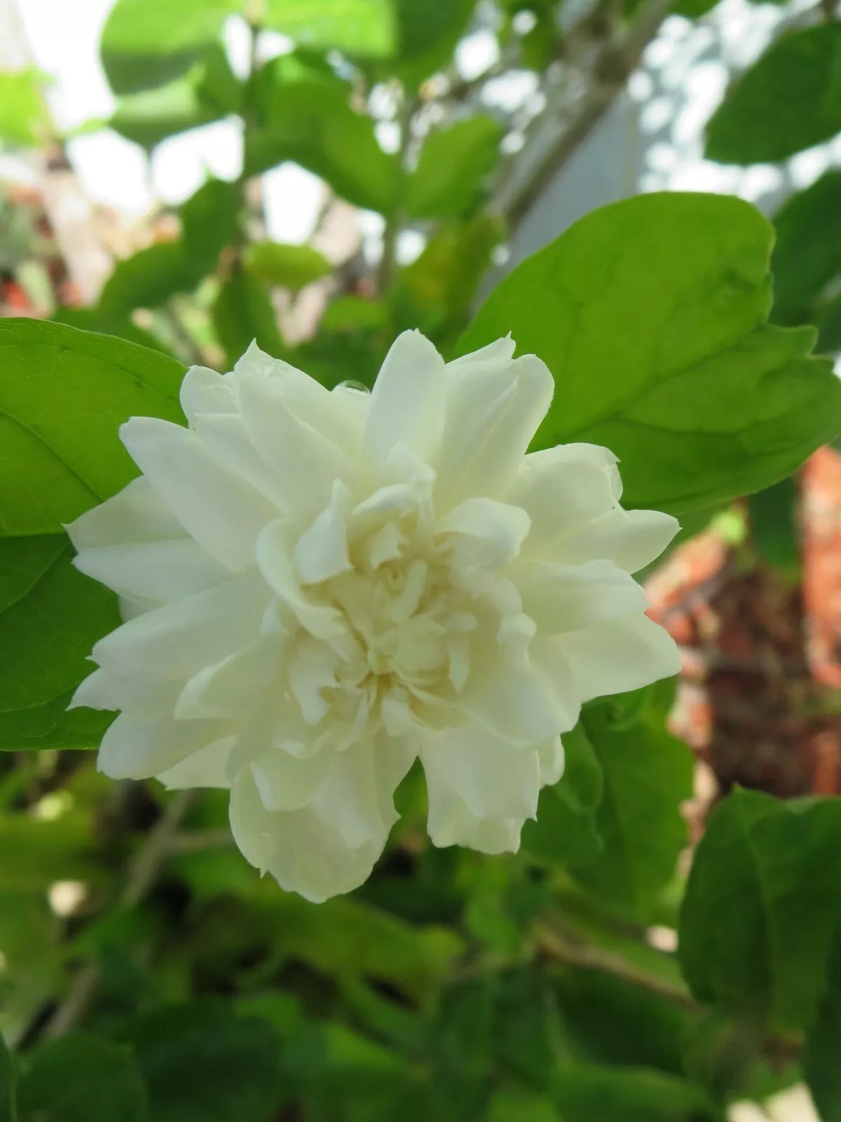 Grand Duke of Tuscany Jasmine Cuttings - Fresh Live 3 Unrooted Cuttings - Jasminum sambac