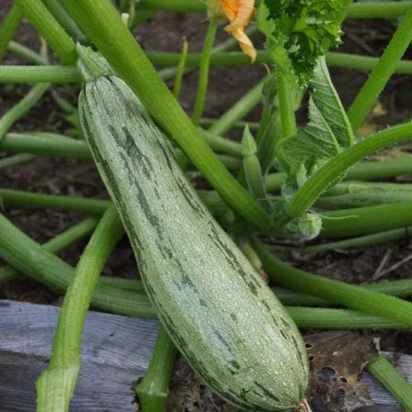 Caserta Summer Squash Seeds | Heirloom Vegetable Seeds | Organic Garden Seeds | Cucurbita pepo