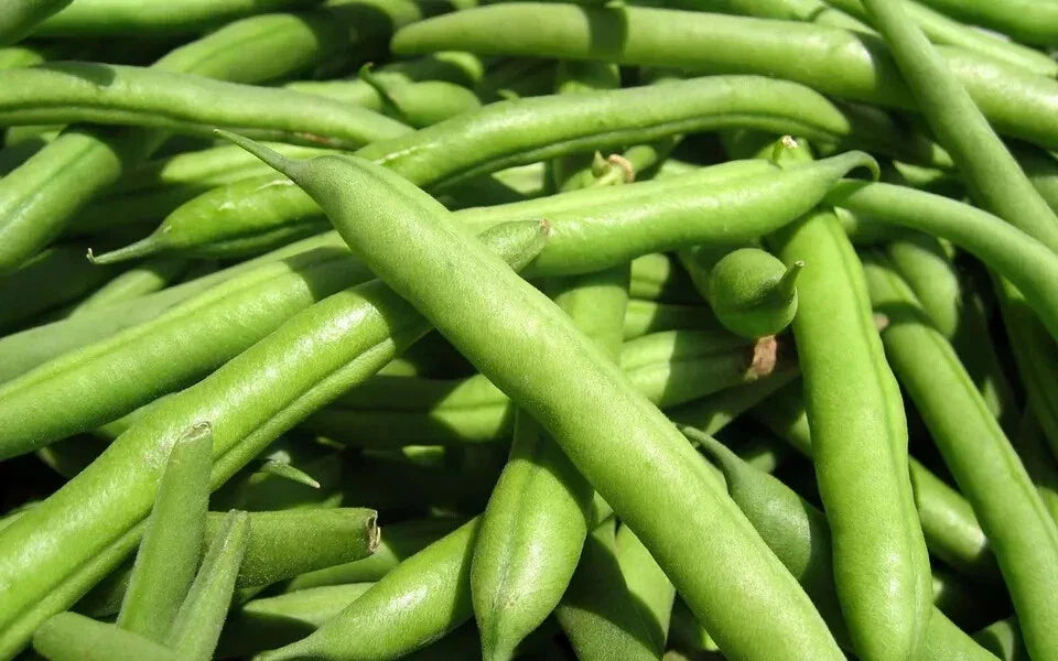 Green Bean Seeds - Mountain 1/2 Runner Variety - Fresh Heirloom Seeds (Phaseolus vulgaris)