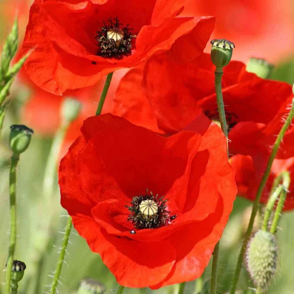 Poppy Seeds 1000 Count American Legion Veterans Papaver rhoeas Fresh