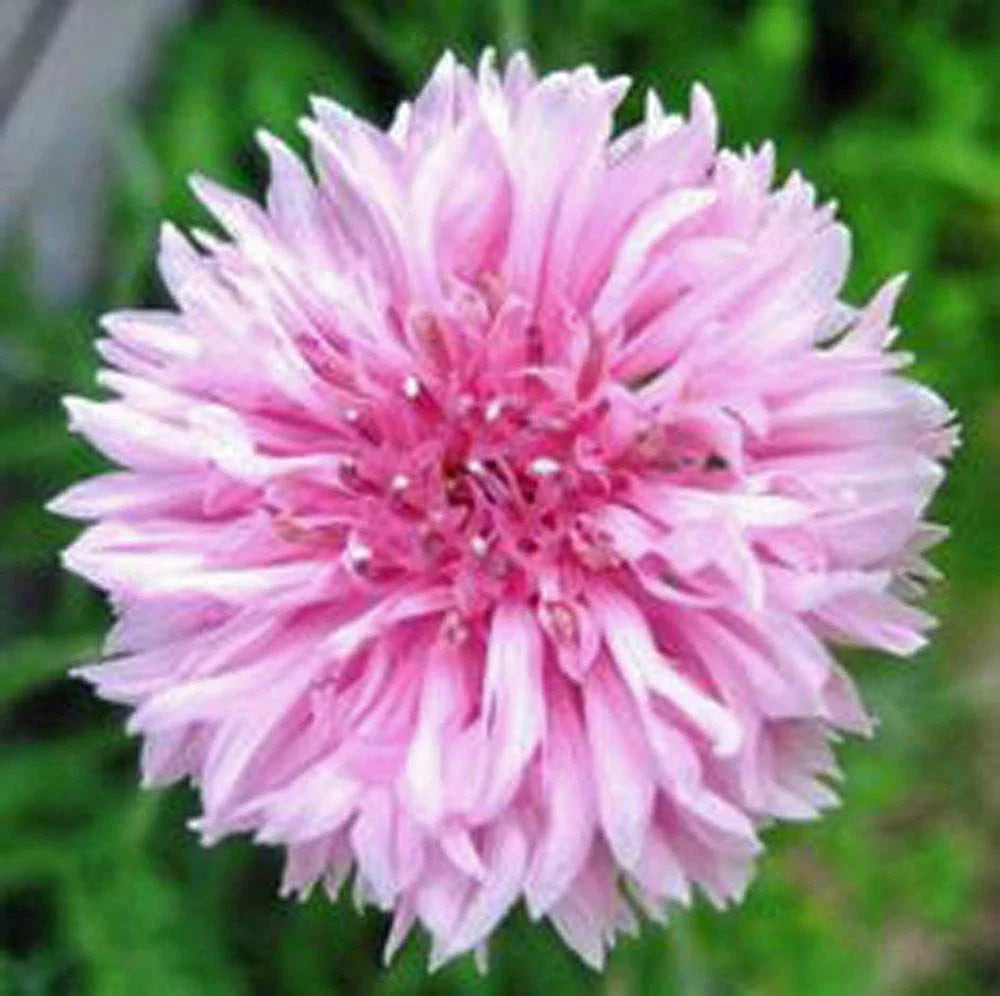 Bachelor Button Seeds - 500 Count Tall Pink Variety - Centaurea cyanus - Beautiful Bright Blooms for Garden Planting