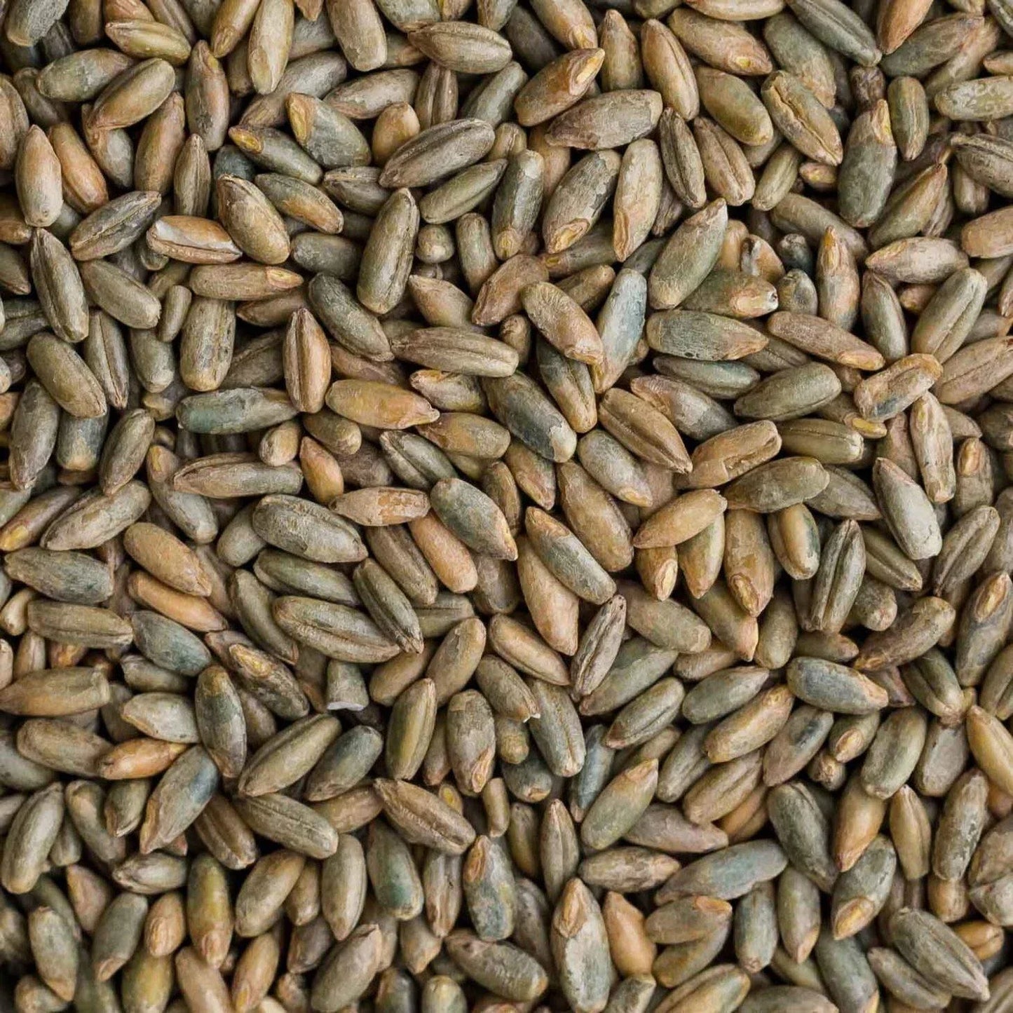 Rye Berries 25 Pounds - High Fiber, High Iron - CZ Grain Signature Rye (Secale cereale)