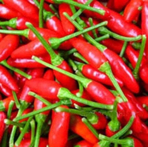 Organic Thai Chili Hot Pepper Seeds - 30 Heirloom Small Red Variety - Perfect for Gardening and Cooking