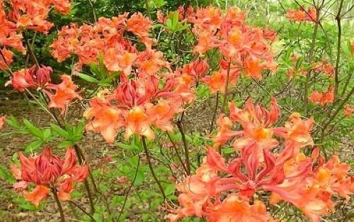 Aromi Azalea Starter Plant - MAUVILA GOLD Deciduous Rhododendron - Small Size - Perfect for Gardens and Landscapes