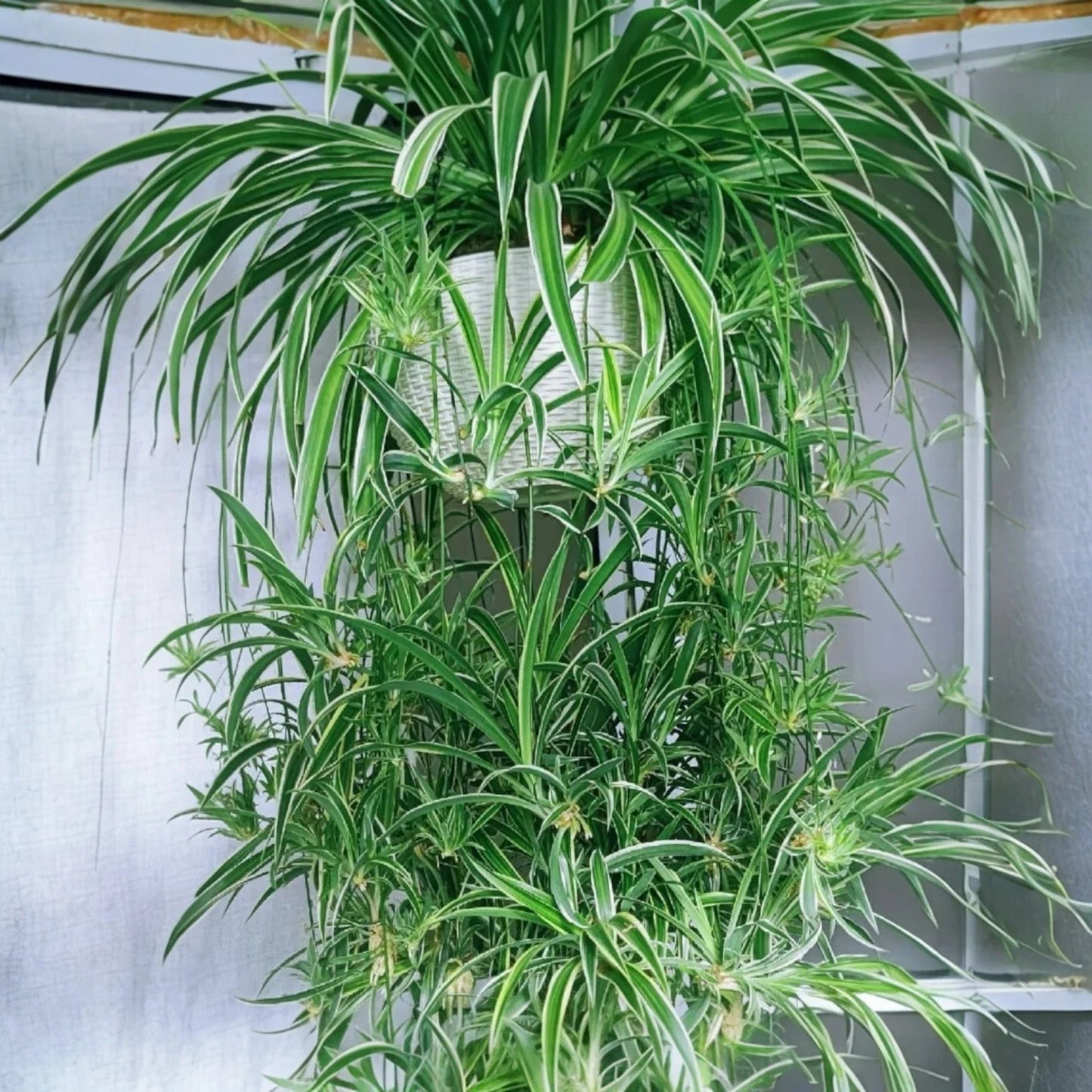 Reverse Variegated Spider Plant Cuttings 2PCS - Air-Purifying Indoor Houseplant (Chlorophytum comosum)