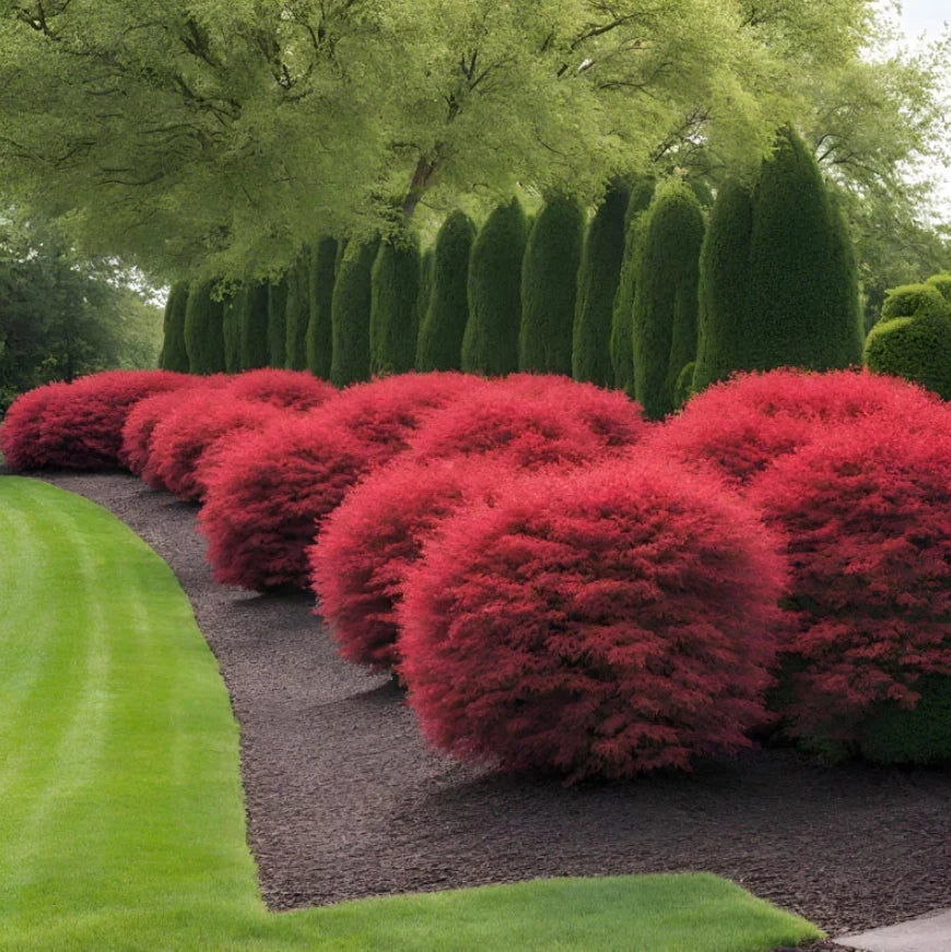 Dwarf Burning Bush Live Plant 6-12" Tall – Bare Root – Euonymus alatus – No Ship AK, HI, PR
