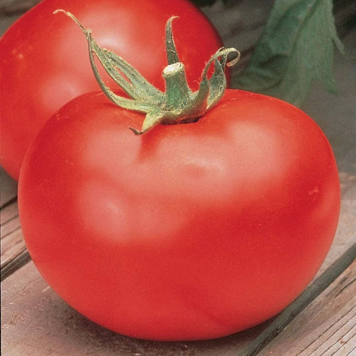 Tomato Seeds - Burpee Big Boy Variety - Fresh Seeds for Home Gardening - Solanum lycopersicum