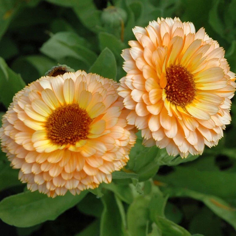 Pink Surprise Calendula Seeds | Heirloom Edible Flowers | Calendula officinalis | Non-GMO