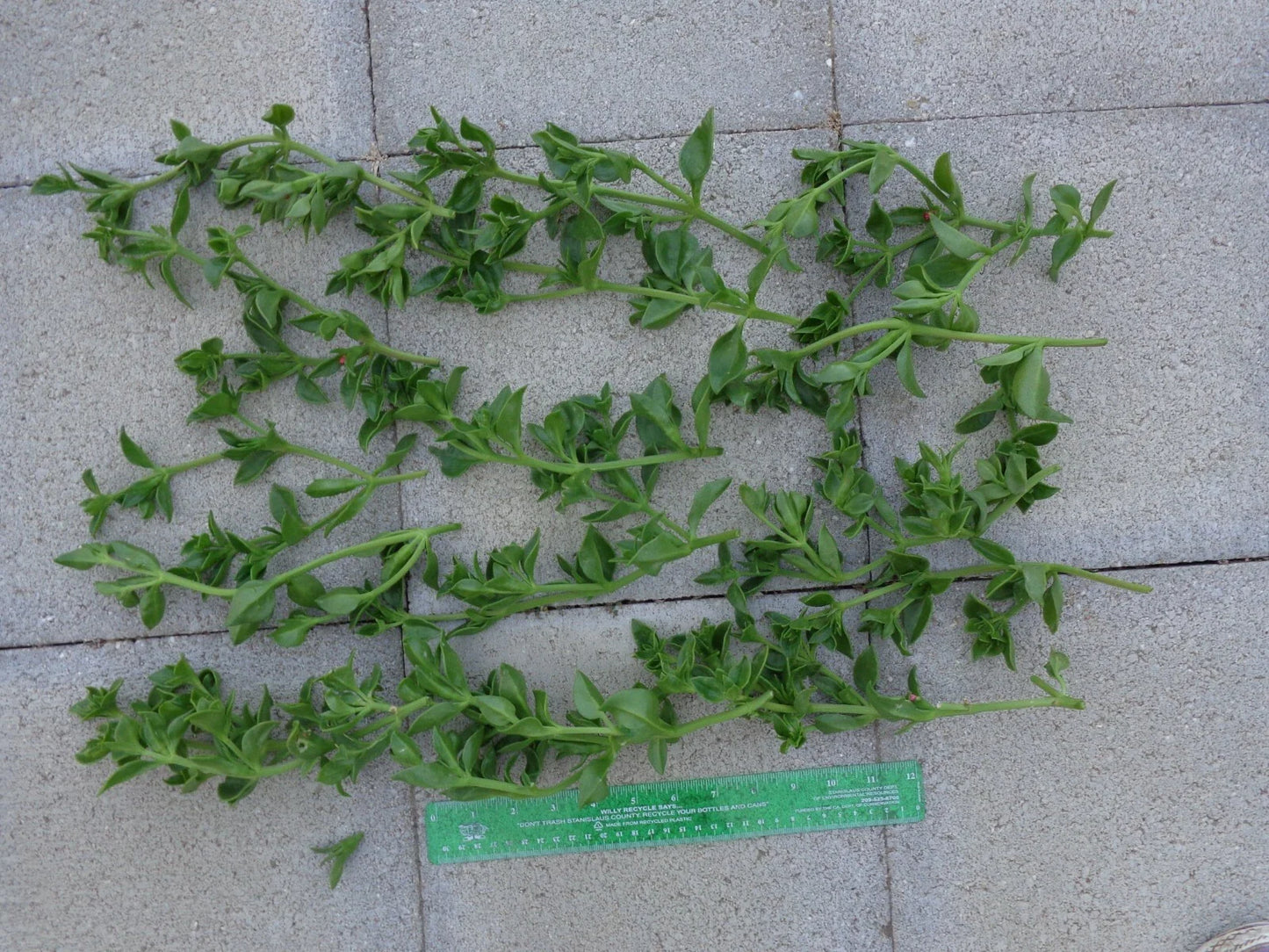 20 Aptenia cordifolia Cuttings | Baby Sun Rose Ice Plant | Unrooted 4β7β Succulent Stems | Red/Pink Groundcover for Gardens & Pots