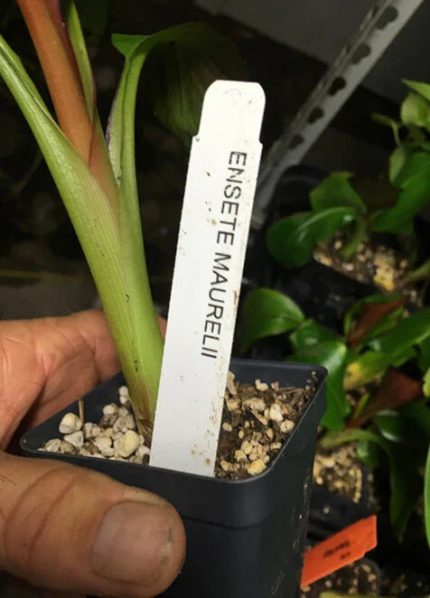Ensete maurelii β Red Abyssinian Banana Plant β Cold Hardy Tropical Banana β Live Ornamental Banana Tree β Fast Growing Foliage