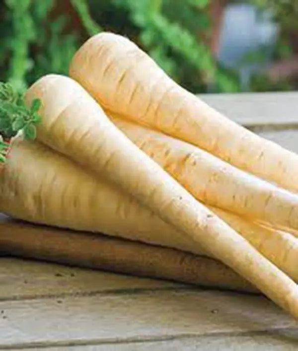 PARSNIP SEEDS, 500 Heirloom Non-GMO Harris Model, Organic Vegetable Seeds, Pastinaca sativa