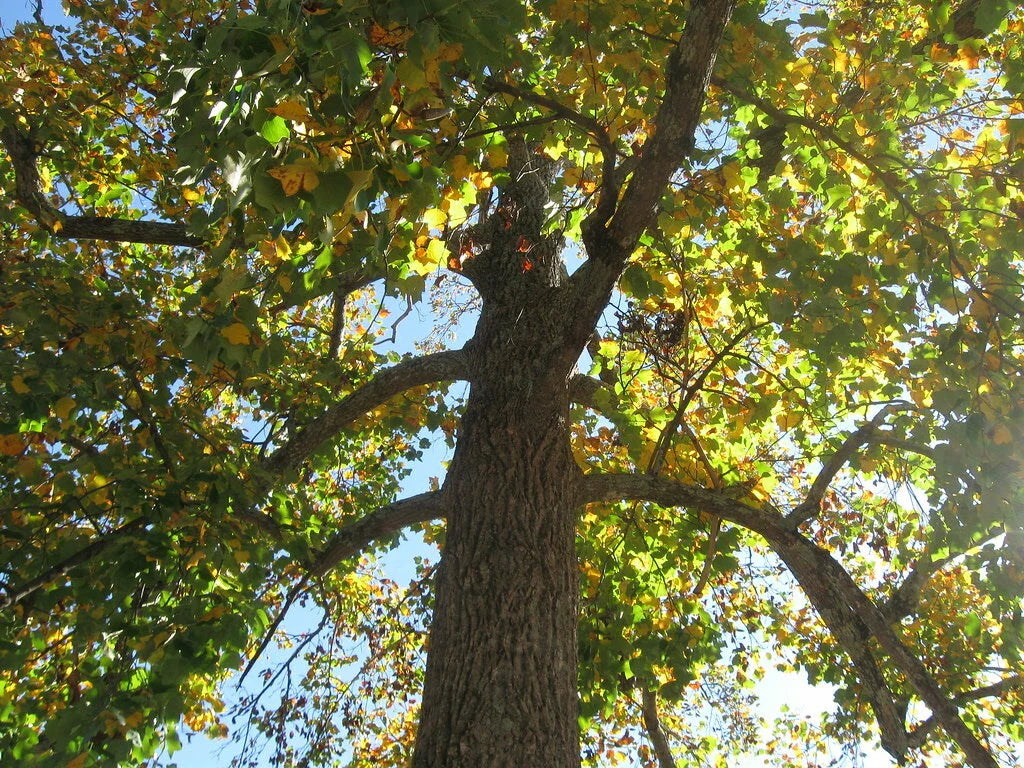 Sycamore Tree Set of 2, 18+ Inches, Bare Root, Platanus occidentalis, Live Plants