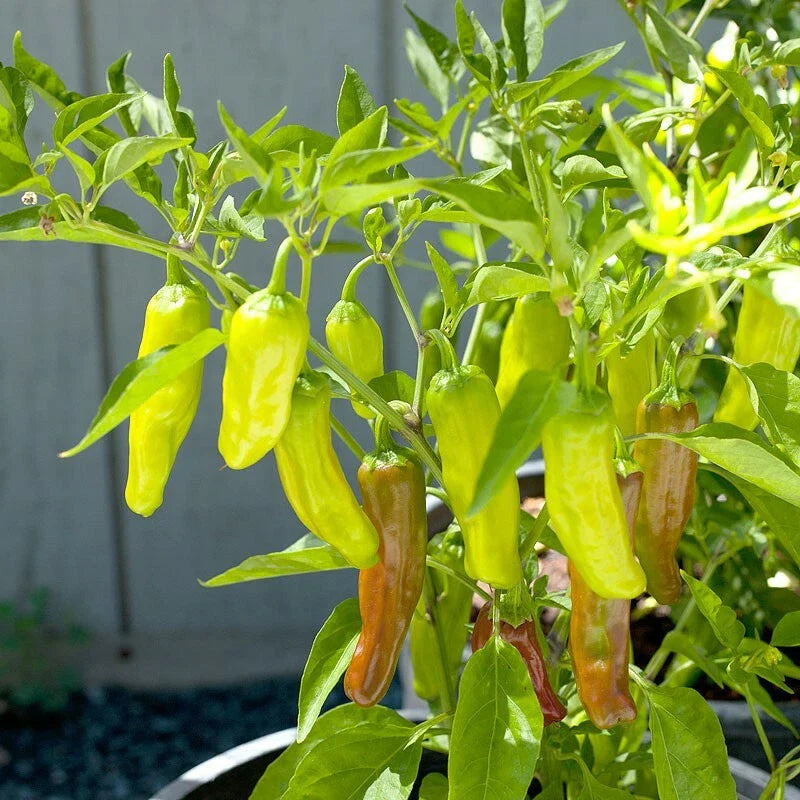 Golden Greek Pepperoncini Pepper Seeds | Heirloom Non-GMO | 1000 Seeds | Capsicum annuum